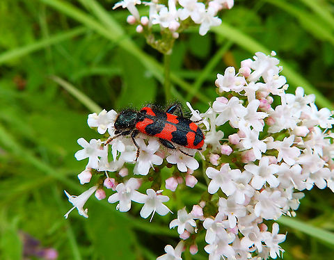 Checkered Beetle - Trichodes alvearius Seen in June 2020 in Silsombos, Belgium.  Belgium,Geotagged,Summer,Trichodes alvearius