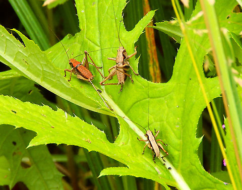 Dark bush-cricket - Pholidoptera griseoaptera Seen in June 2020 in Silsombos, Belgium.  Belgium,Dark bush-cricket,Geotagged,Pholidoptera griseoaptera,Summer