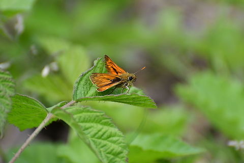 Large Skipper - Ochlodes sylvanus Seen in June 2020 in Silsombos, Belgium.  Belgium,Geotagged,Large Skipper,Ochlodes sylvanus,Summer