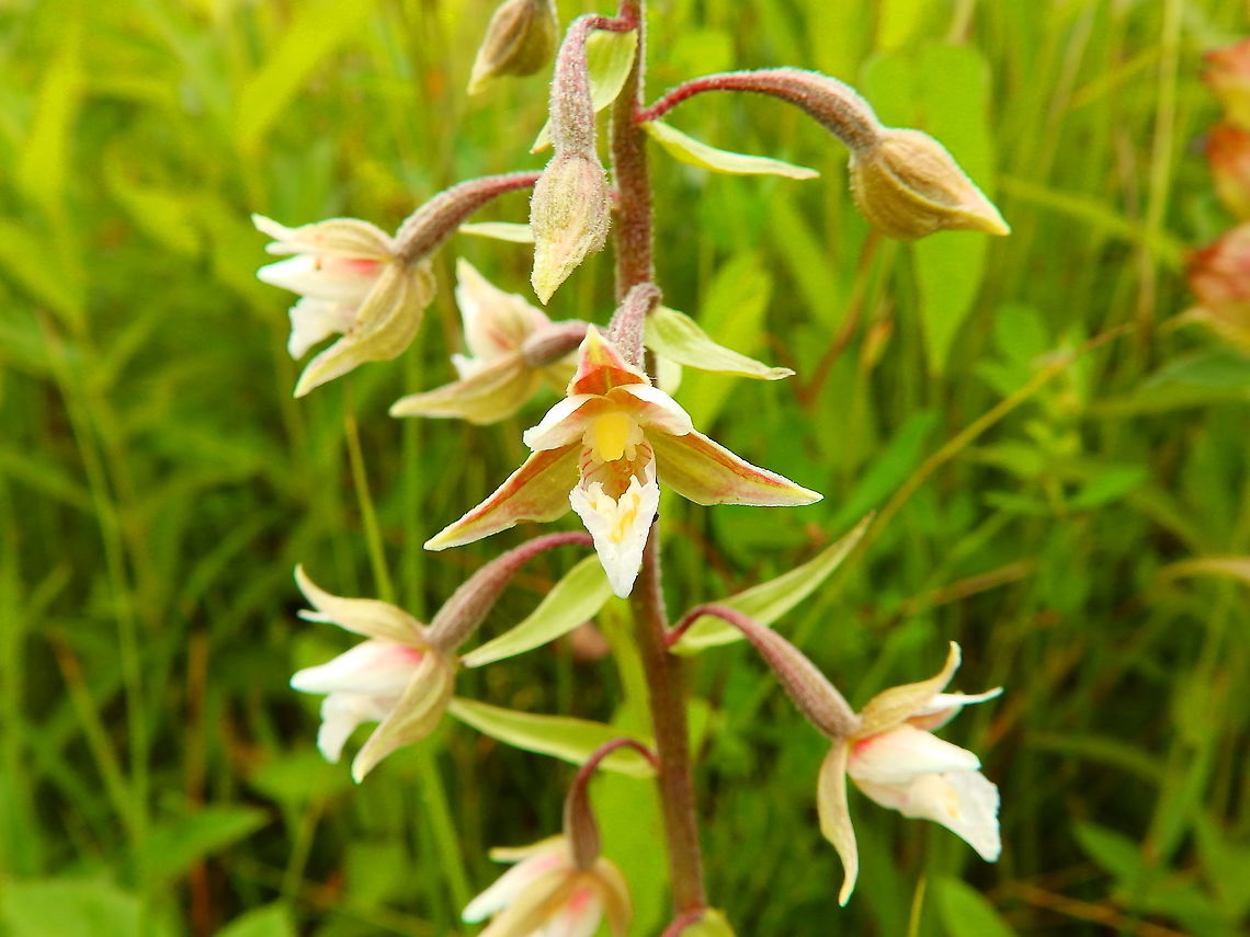 Marsh Helleborine - Epipactis palustris Seen in June 2020 in Silsombos, Belgium.  Belgium,Epipactis palustris,Geotagged,Marsh Helleborine,Summer