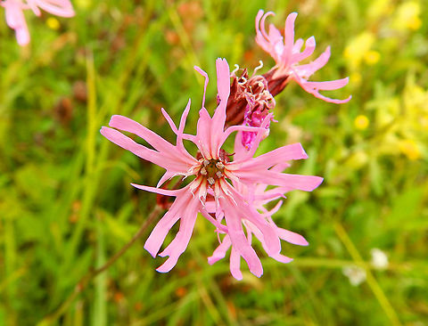 Ragged Robin - Lychnis flos-cuculi Seen in June 2020 in Silsombos, Belgium.  Belgium,Geotagged,Lychnis flos-cuculi,Ragged Robin,Summer