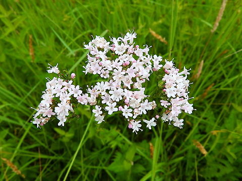 Marsh Valerian - Valeriana dioica Seen in June 2020 in Silsombos, Belgium.  Belgium,Geotagged,Marsh Valerian,Summer,Valeriana dioica