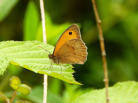 Meadow Brown - Maniola jurtina (male) Seen in June 2020 in Silsombos, Belgium.  Belgium,Geotagged,Maniola jurtina,Meadow Brown,Summer