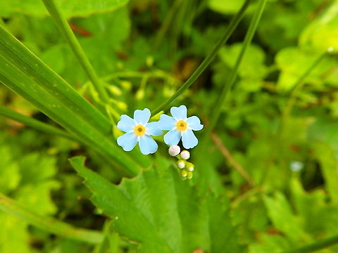 Water Forget-Me-Not - Myosotis scorpioides (M. palustris) Seen in June 2020 in Silsombos, Belgium.  Belgium,Geotagged,Myosotis scorpioides,Summer,Water Forget-Me-Not