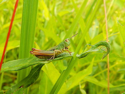 ,Meadow grasshopper - Chorthippus parallelus Seen in June 2020 in Silsombos, Belgium.  Belgium,Chorthippus parallelus,Geotagged,Meadow grasshopper,Summer