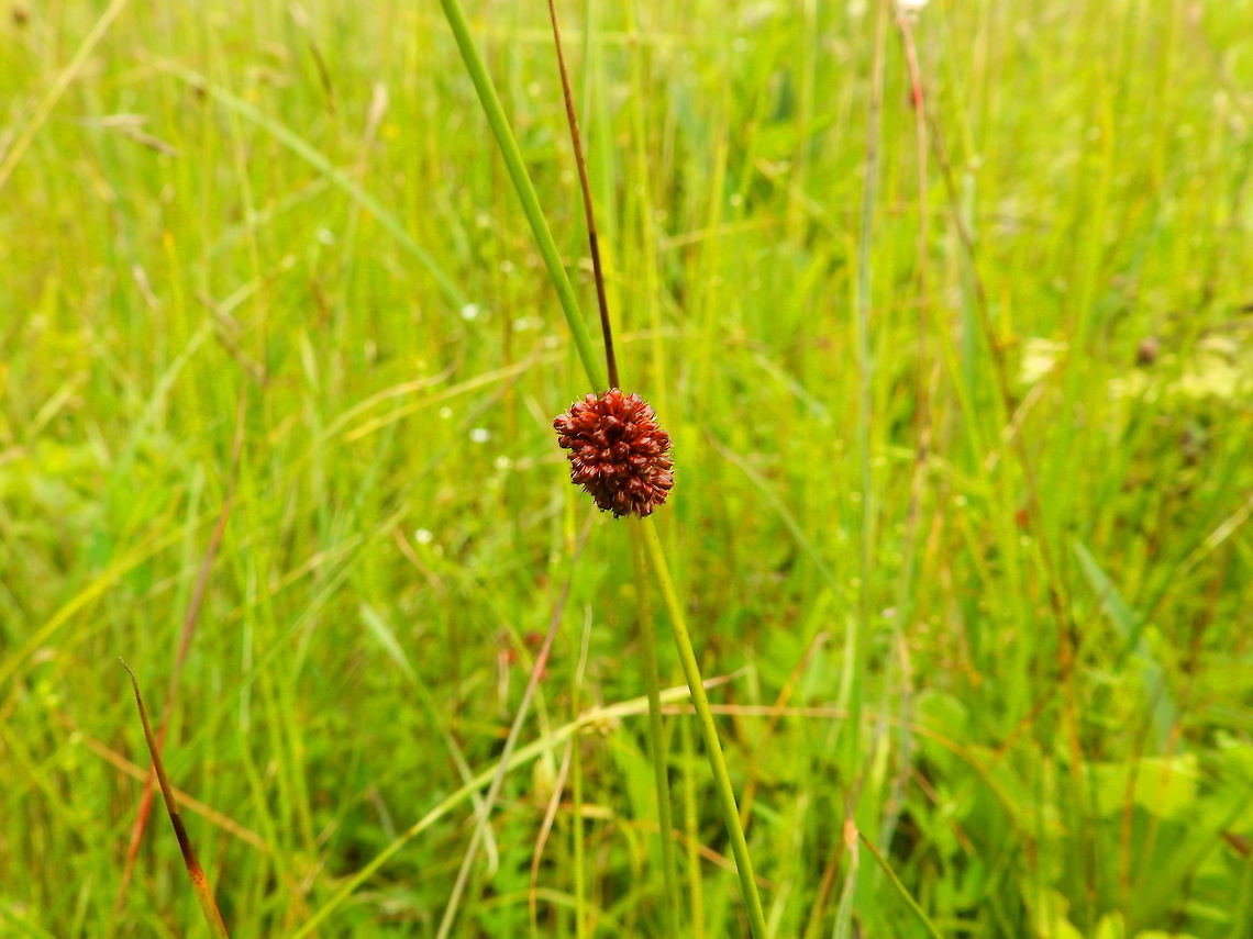 Compact rush - Juncus conglomeratus Seen in June 2020 in Silsombos, Belgium.  Belgium,Geotagged,Juncus conglomeratus,Summer