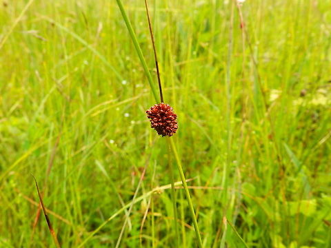 Compact rush - Juncus conglomeratus Seen in June 2020 in Silsombos, Belgium.  Belgium,Geotagged,Juncus conglomeratus,Summer