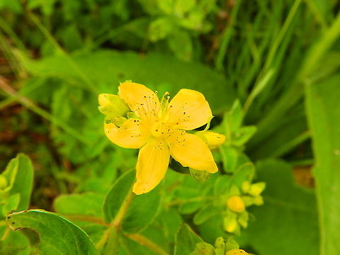 Hypericum perforatum Seen in June 2020 in Silsombos, Belgium.  Belgium,Common St John's wort,Geotagged,Hypericum perforatum,Summer