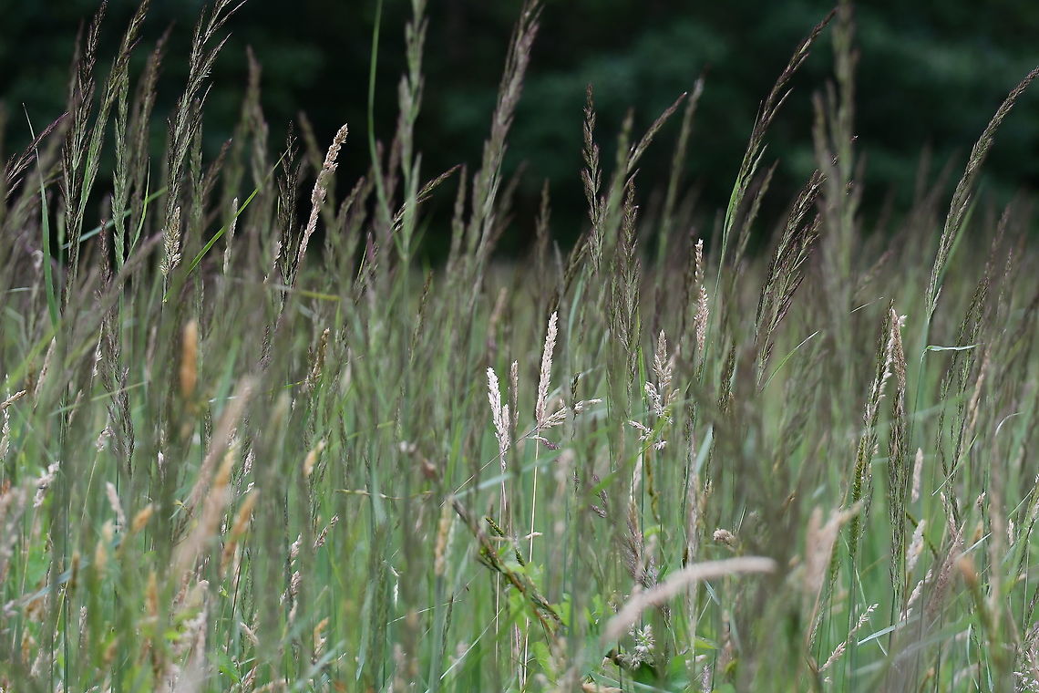 Purple Moor Grass - Molinia caerulea Seen in June 2020 in Silsombos, Belgium.  Belgium,Geotagged,Molinia caerulea,Purple Moor Grass,Summer