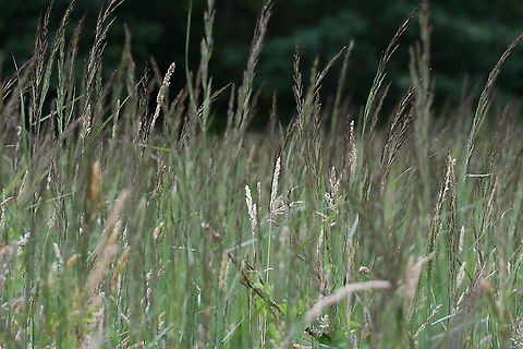 Purple Moor Grass - Molinia caerulea Seen in June 2020 in Silsombos, Belgium.  Belgium,Geotagged,Molinia caerulea,Purple Moor Grass,Summer