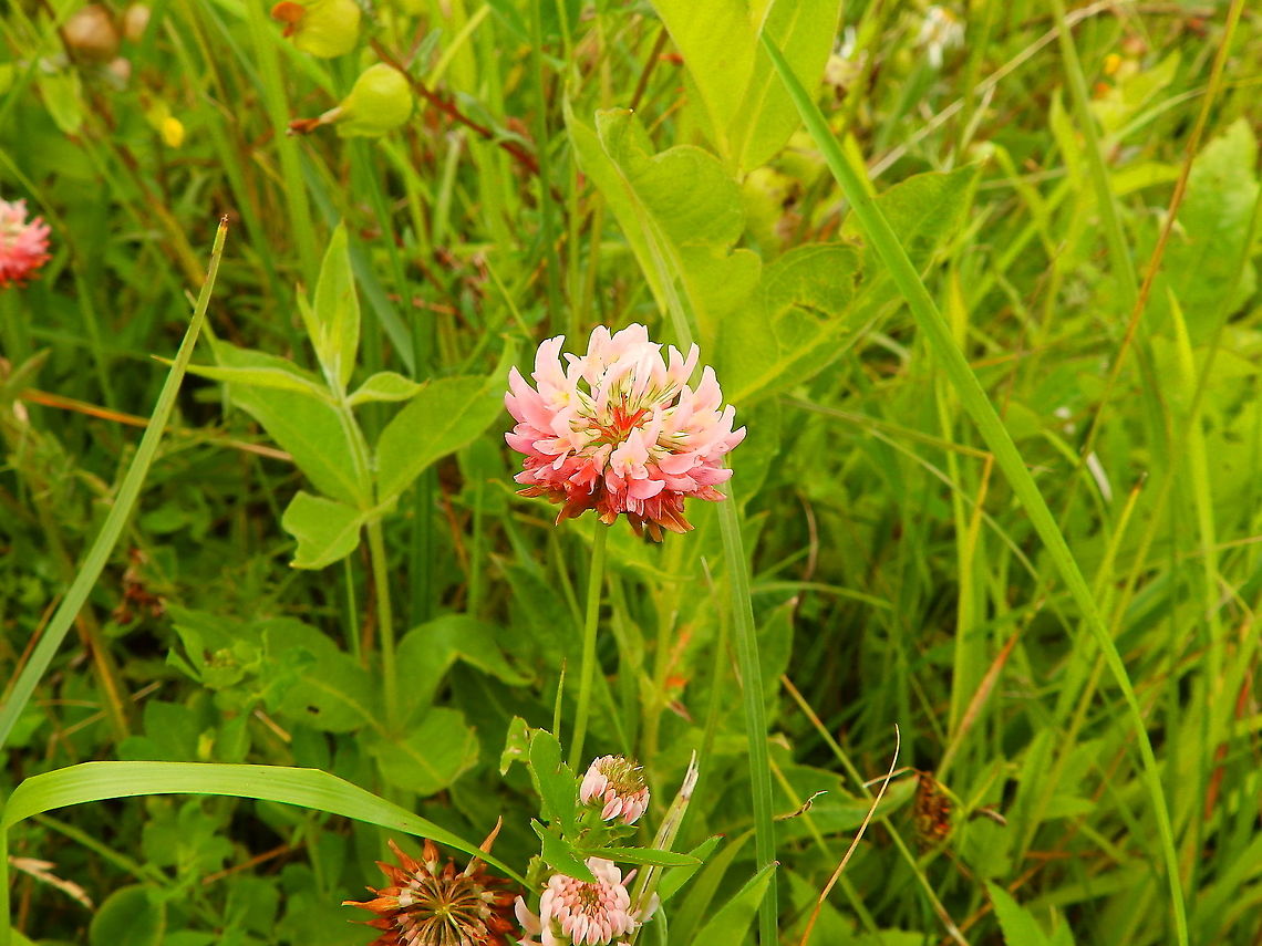 Alsike clover - Trifolium hybridum Seen in June 2020 in Silsombos, Belgium.  Alsike clover,Belgium,Geotagged,Summer,Trifolium hybridum