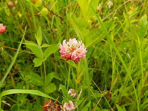 Alsike clover - Trifolium hybridum Seen in June 2020 in Silsombos, Belgium.  Alsike clover,Belgium,Geotagged,Summer,Trifolium hybridum