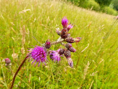 European swamp thistle - Cirsium palustre Seen in June 2020 in Silsombos, Belgium.  Belgium,Cirsium palustre,European swamp thistle,Geotagged,Summer