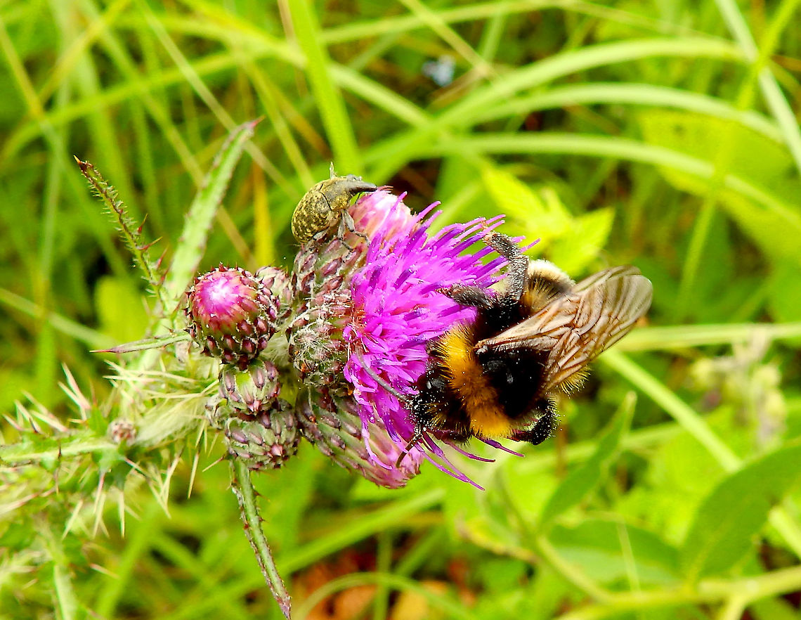 Weevil - Larinus turbinatus It is the little weevil next to the bumble bee.<br />
Seen in June 2020 in Silsombos, Belgium.  Belgium,Geotagged,Larinus turbinatus,Summer