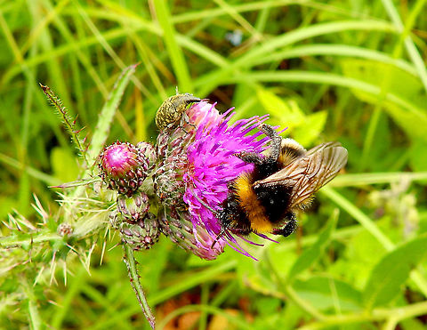 Weevil - Larinus turbinatus It is the little weevil next to the bumble bee.
Seen in June 2020 in Silsombos, Belgium.  Belgium,Geotagged,Larinus turbinatus,Summer