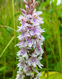 Common Spotted-orchid - Dactylorhiza fuchsii Seen in June 2020 in Silsombos, Belgium. 
 Belgium,Common Spotted-orchid,Dactylorhiza fuchsii,Geotagged,Summer