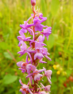 Fragrant orchid - Gymnadenia conopsea Seen in June 2020 in Silsombos, Belgium.  Belgium,Fragrant orchid,Geotagged,Gymnadenia conopsea,Summer