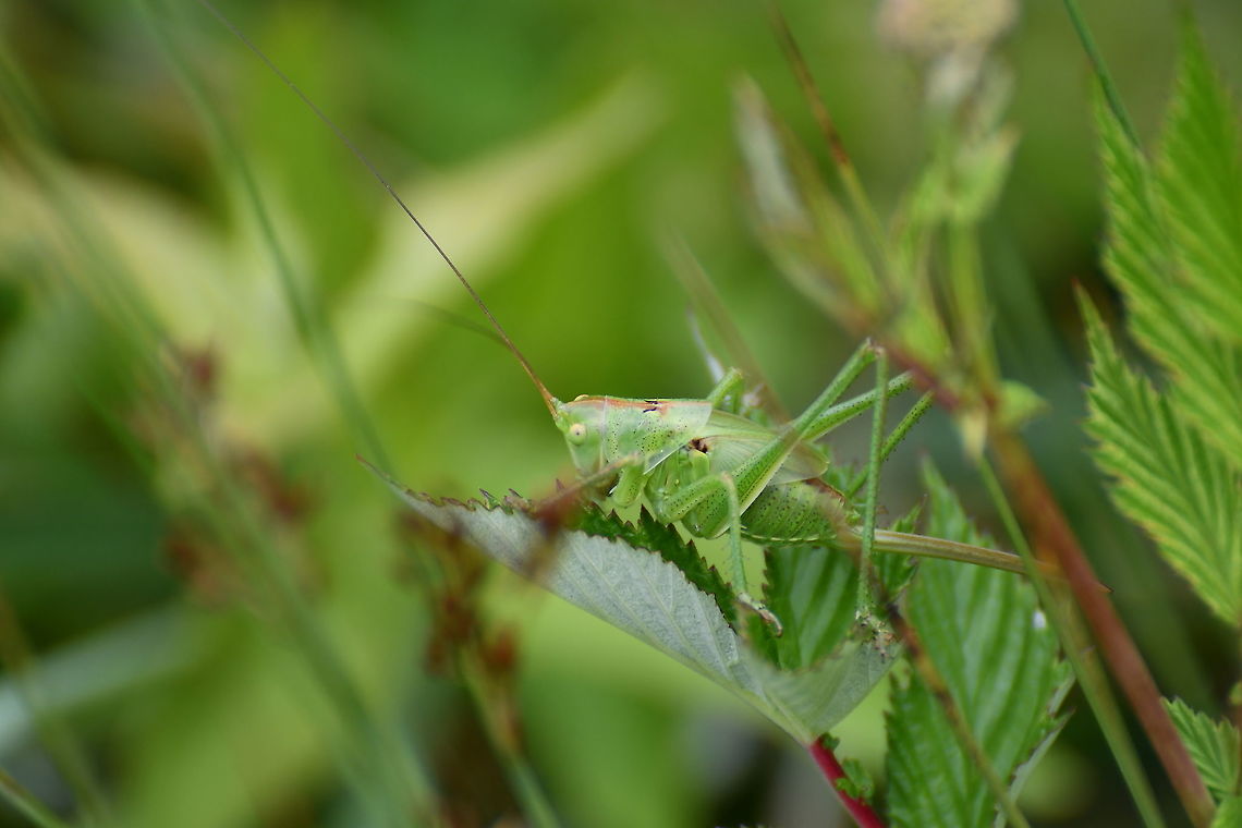 Great green bush-cricket - Tetttigonia viridissima Seen in June 2020 in Silsombos, Belgium.  Belgium,Geotagged,Great green bush-cricket,Summer,Tettigonia viridissima