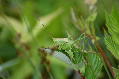 Great green bush-cricket - Tetttigonia viridissima Seen in June 2020 in Silsombos, Belgium.  Belgium,Geotagged,Great green bush-cricket,Summer,Tettigonia viridissima