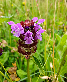 Common self-heal - Prunella vulgaris Seen in June 2020 in Silsombos, Belgium.  Belgium,Common self-heal,Geotagged,Prunella vulgaris,Summer