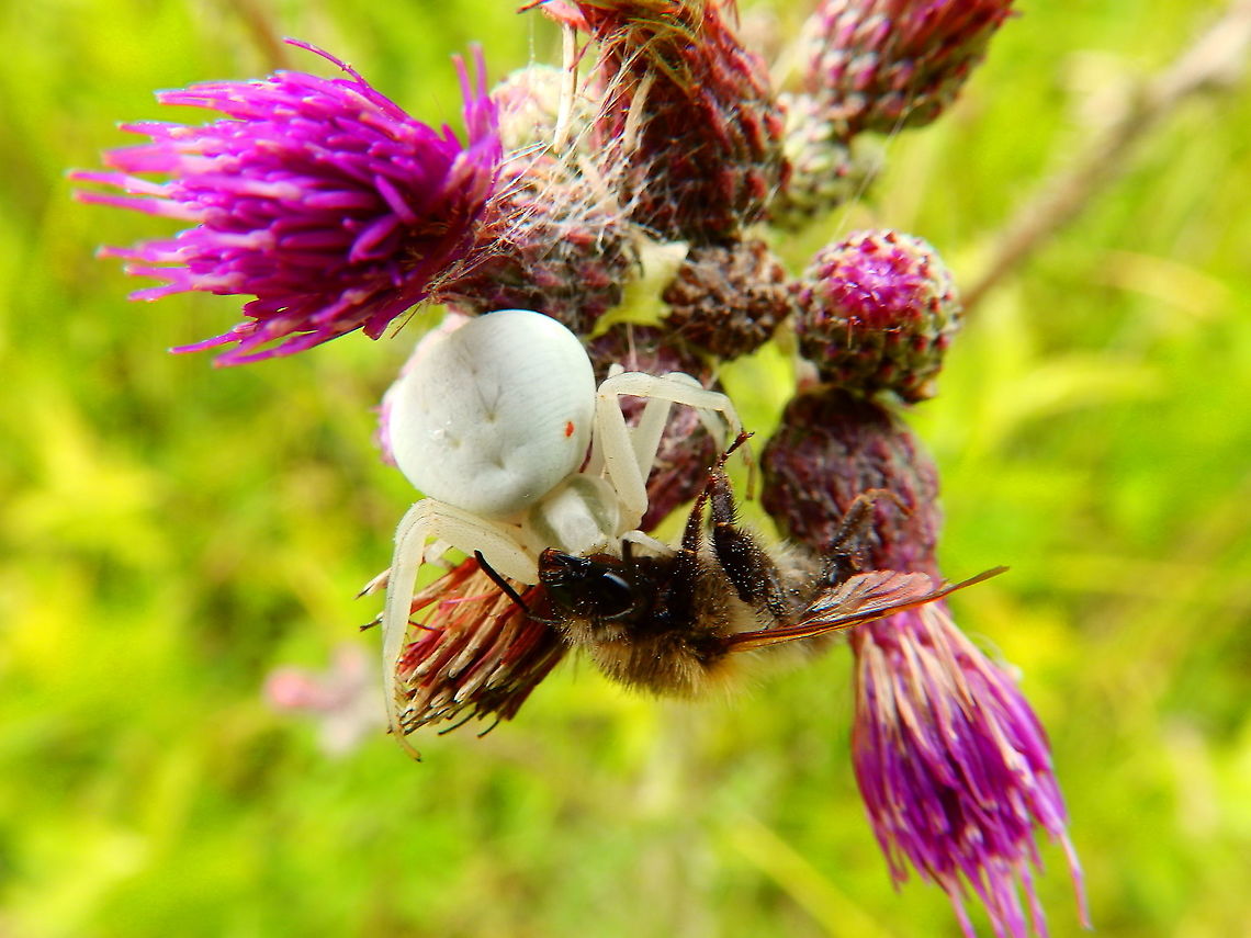 Crab Spider -Misumena vatia (with prey) Seen in June 2020 in Silsombos, Belgium.  Belgium,Geotagged,Goldenrod crab spider,Misumena vatia,Summer
