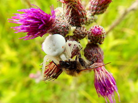 Crab Spider -Misumena vatia (with prey) Seen in June 2020 in Silsombos, Belgium.  Belgium,Geotagged,Goldenrod crab spider,Misumena vatia,Summer