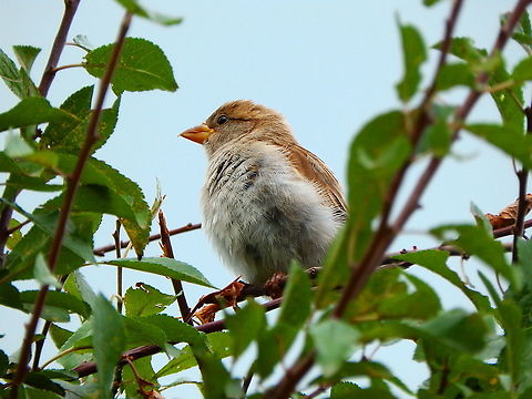 House Sparrow - Passer domesticus Seen in forestia, August 2020. Belgium,Geotagged,House sparrow,Passer domesticus,Summer