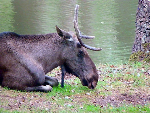 Moose - Alce alce Seen in Forestia, animal park located in Spa, Belgium, in August 2020.  Alces alces,Belgium,Geotagged,Moose,Summer