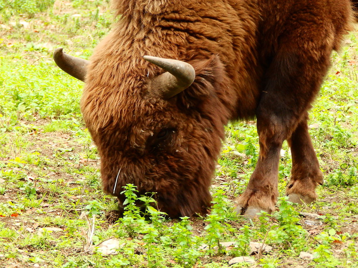 European bison - Bison bonasus Seen in Forestia, animal park located in Spa, Belgium, in August 2020.  Belgium,Bison bonasus,European bison or wisent,Geotagged,Summer