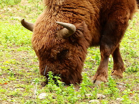 European bison - Bison bonasus Seen in Forestia, animal park located in Spa, Belgium, in August 2020.  Belgium,Bison bonasus,European bison or wisent,Geotagged,Summer
