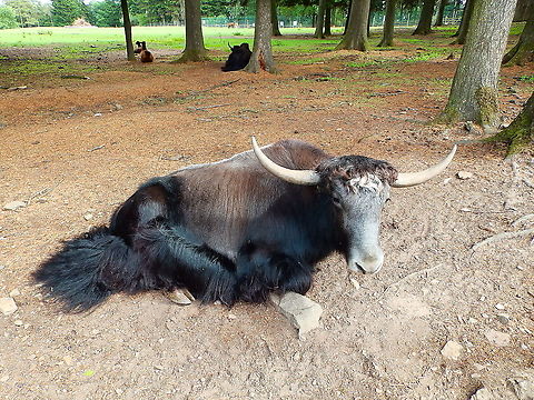 Yak - Bos grunniens Seen in Forestia, animal park located in Spa, Belgium, in August 2020.  Belgium,Bos grunniens,Geotagged,Summer,Yak