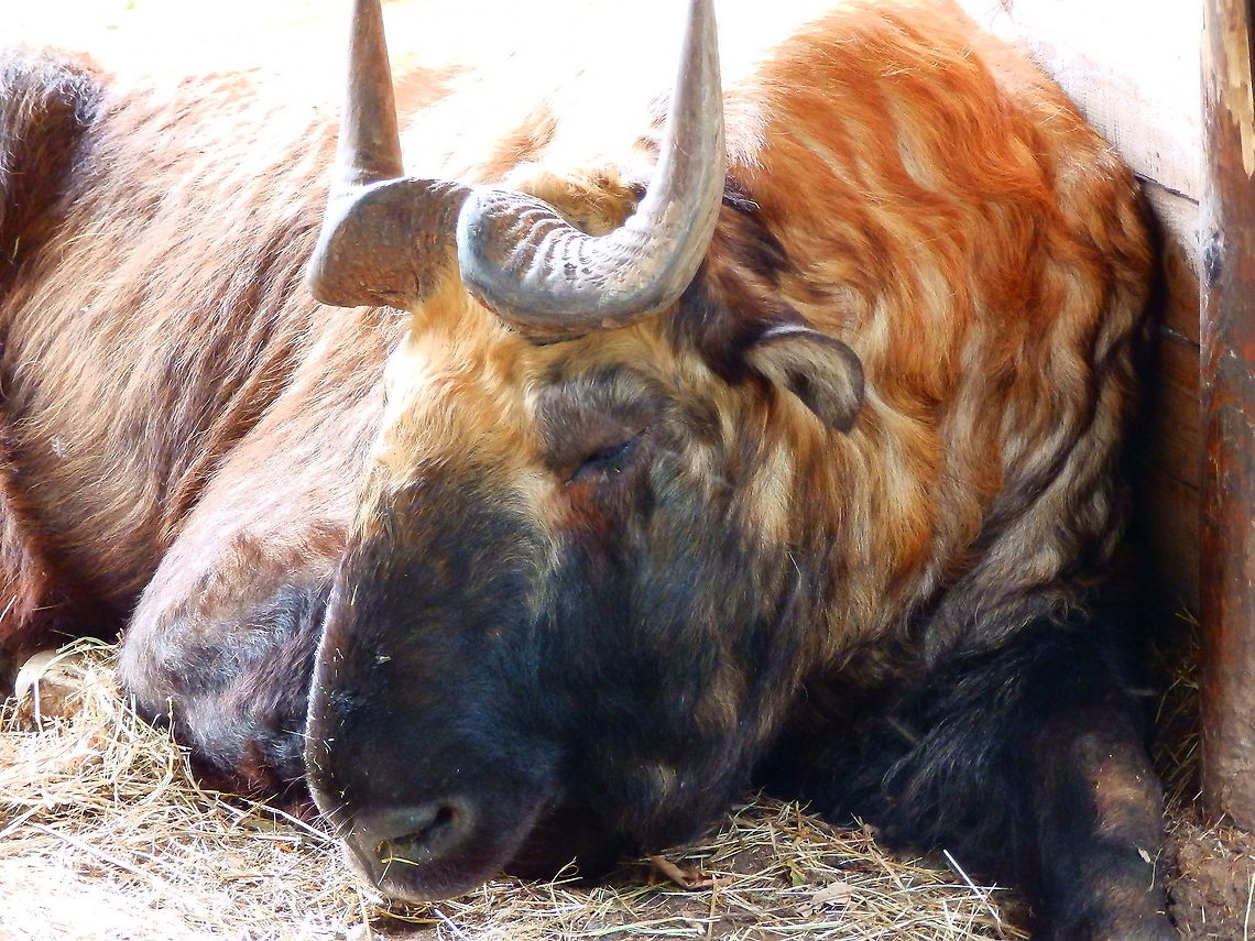 Takin - Budorcas taxicolor Seen in Forestia, animal park located in Spa, Belgium, in August 2020.  Belgium,Budorcas taxicolor,Geotagged,Summer,Takin
