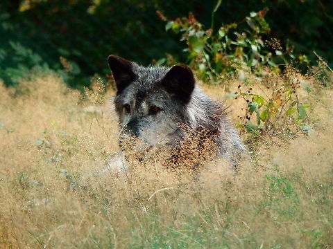 Gray wolf  - Canis lupus Seen in Forestia, animal park located in Spa, Belgium, in August 2020.  Belgium,Canis lupus,Geotagged,Gray wolf,Summer