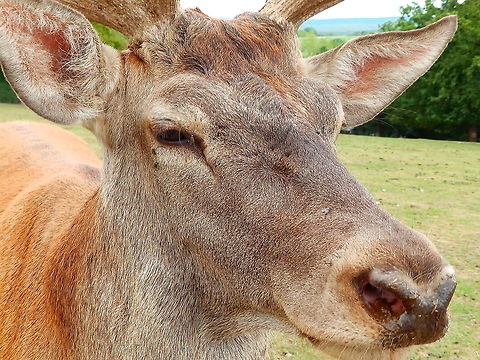 Red Deer - Cervus elaphus Seen in Forestia, animal park located in Spa, Belgium, in August 2020.  Belgium,Cervus elaphus,Geotagged,Red deer,Summer
