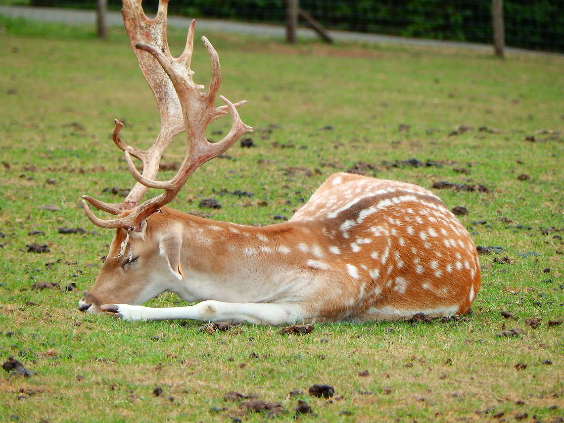 Fallow Deer - Dama dama Seen in Forestia, animal park located in Spa, Belgium, in August 2020.  Belgium,Dama dama,Fallow Deer,Geotagged,Summer