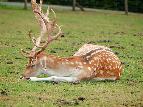 Fallow Deer - Dama dama Seen in Forestia, animal park located in Spa, Belgium, in August 2020.  Belgium,Dama dama,Fallow Deer,Geotagged,Summer