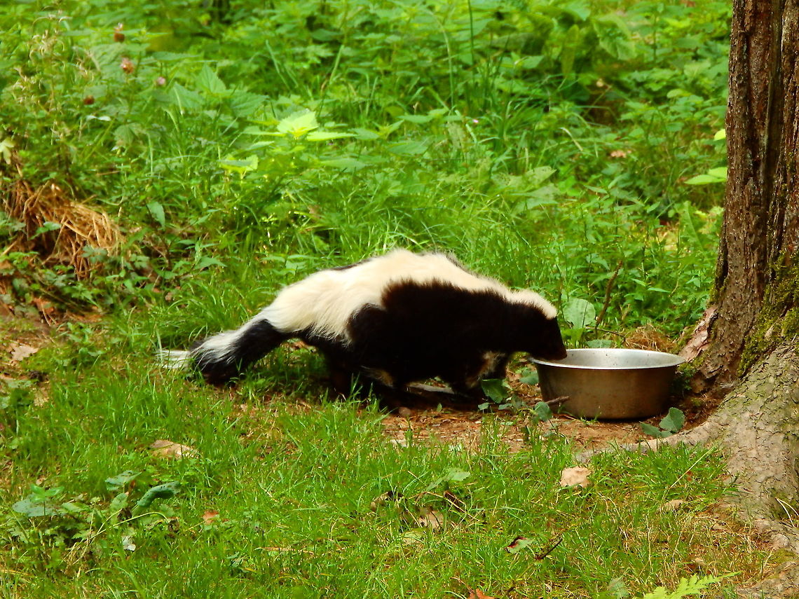 Striped skunk - Mephitis mephitis Seen in Forestia, animal park located in Spa, Belgium, in August 2020.  Belgium,Geotagged,Mephitis mephitis,Striped skunk,Summer