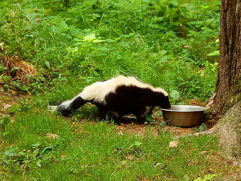 Striped skunk - Mephitis mephitis Seen in Forestia, animal park located in Spa, Belgium, in August 2020.  Belgium,Geotagged,Mephitis mephitis,Striped skunk,Summer