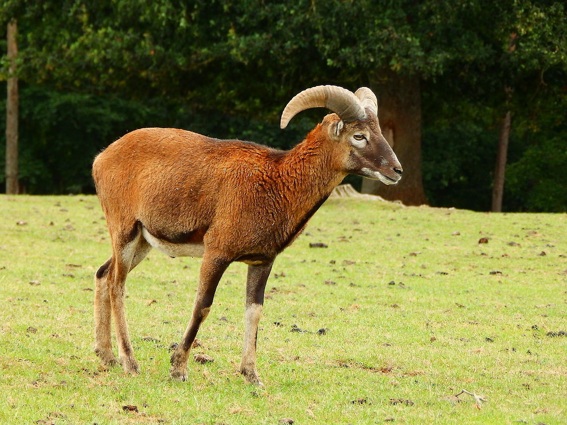 Mouflon - Ovis gmelini Seen in Forestia, animal park located in Spa, Belgium, in August 2020.  Belgium,Geotagged,Mouflon,Ovis orientalis,Summer