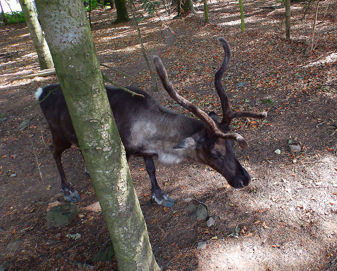 Caribou - Rangifer tarandus Seen in Forestia, animal park located in Spa, Belgium, in August 2020.  Belgium,Caribou (North America),Geotagged,Rangifer tarandus,Summer