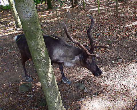 Caribou - Rangifer tarandus Seen in Forestia, animal park located in Spa, Belgium, in August 2020.  Belgium,Caribou (North America),Geotagged,Rangifer tarandus,Summer