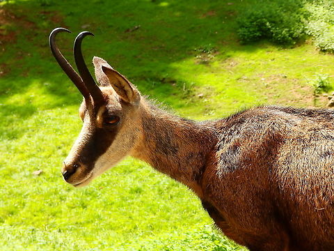 Chamois- Rupicapra rupicapra Seen in Forestia, animal park located in Spa, Belgium, in August 2020.  Belgium,Chamois,Geotagged,Rupicapra rupicapra,Summer