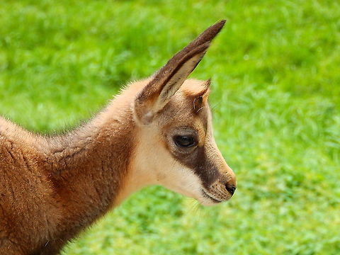Chamois - Rupicapra rupicapra (young) Seen in Forestia, animal park located in Spa, Belgium, in August 2020.  Belgium,Chamois,Geotagged,Rupicapra rupicapra,Summer