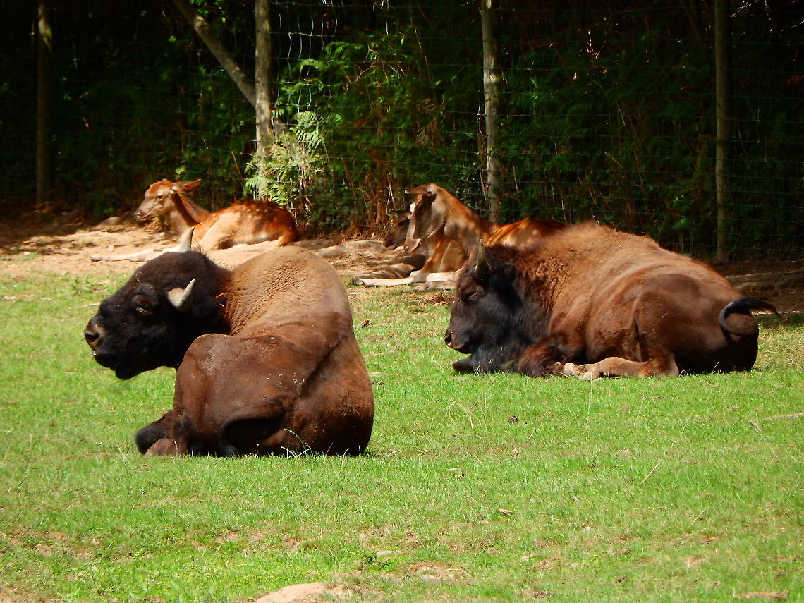 American Bison - Bison bison Seen in Forestia, animal park located in Spa, Belgium, in August 2020.  American bison,Belgium,Bison bison,Geotagged,Summer