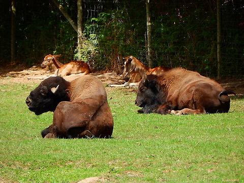 American Bison - Bison bison Seen in Forestia, animal park located in Spa, Belgium, in August 2020.  American bison,Belgium,Bison bison,Geotagged,Summer