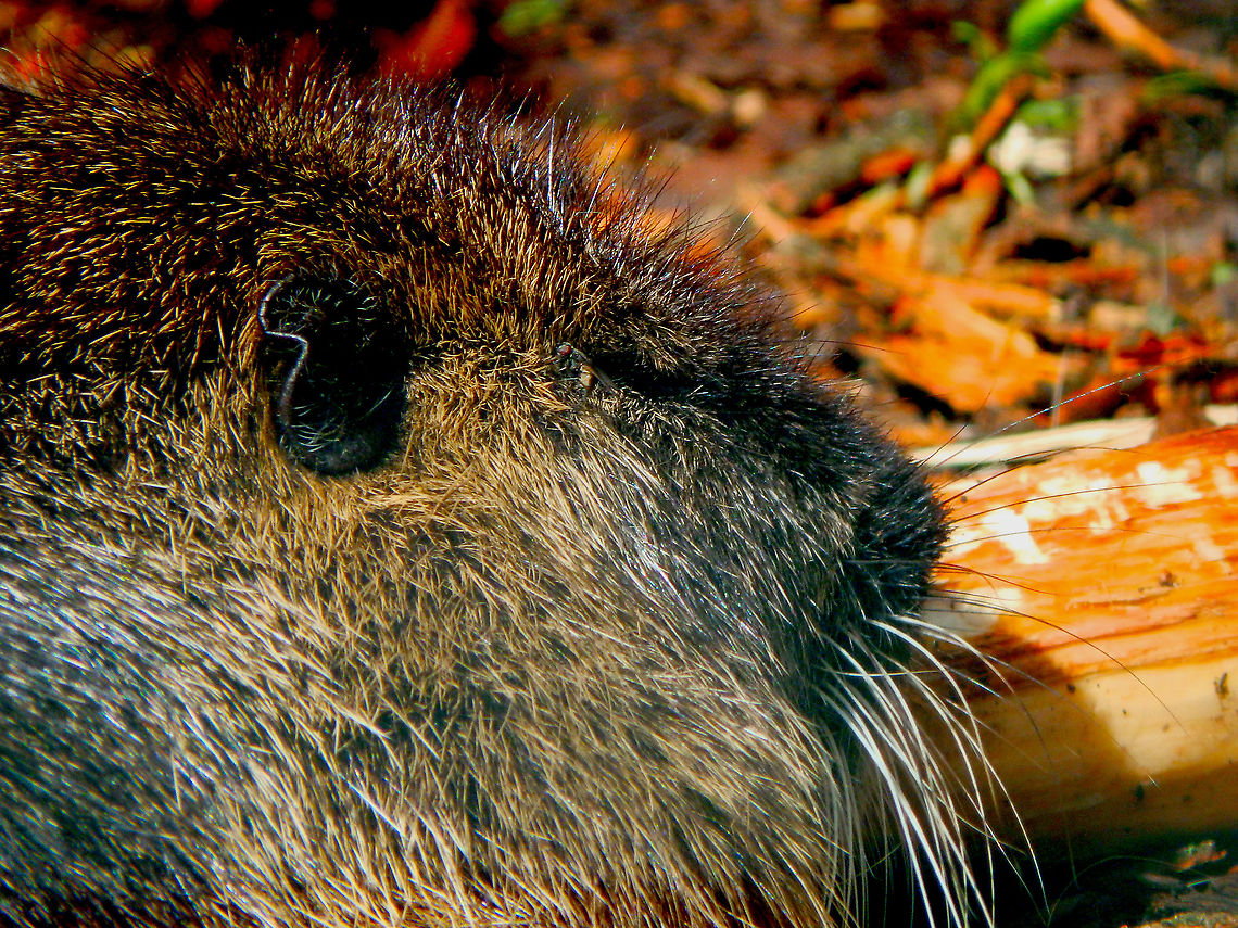 Eurasian Beaver - Castor fiber Seen in Forestia, animal park located in Spa, Belgium, in August 2020.  Belgium,Castor fiber,Eurasian Beaver,Geotagged,Summer