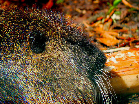 Eurasian Beaver - Castor fiber Seen in Forestia, animal park located in Spa, Belgium, in August 2020.  Belgium,Castor fiber,Eurasian Beaver,Geotagged,Summer