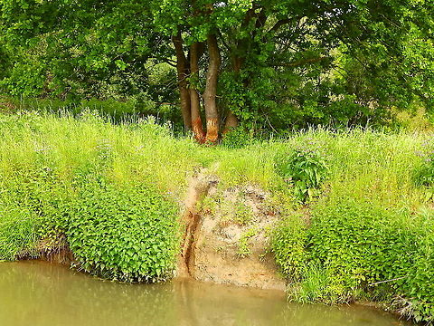 Evidence of Eaurasian Beaver in De Dijle There are beavers in the river Dijle very close to our town, Sint-Joris-Weert in the nature reserve Doode Bemde. We never see them but we see their paths in and out of the water and their tree chewing. Is nice to know they are there :-) Belgium,Castor fiber,Eurasian Beaver,Geotagged,Spring