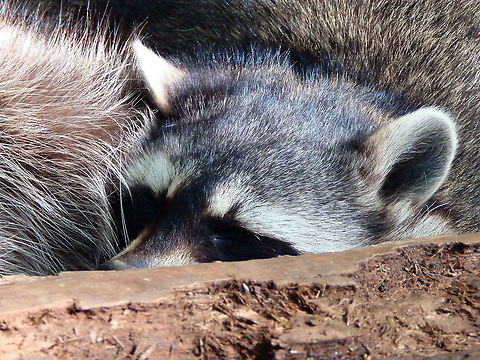 Common Raccoon - Procyon lotor Seen in Forestia, animal park located in Spa, Belgium, in August 2020.  Belgium,Common Raccoon,Geotagged,Procyon lotor,Summer