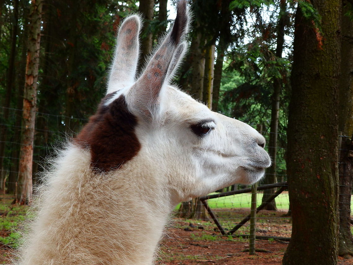 Llama - Lama glama Seen in Forestia, animal park located in Spa, Belgium, in August 2020.  Belgium,Geotagged,Lama glama,Llama,Summer